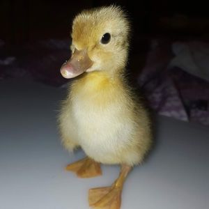 Meet your Posher, Rob